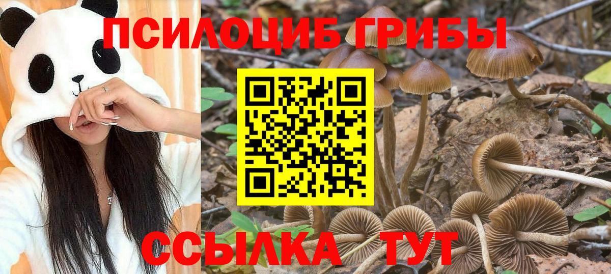 где купить   Вход с VPN  Галлюциногенные грибы GOLDEN TEACHER  Дальнегорск  Галлюциногенные грибы мицелий 